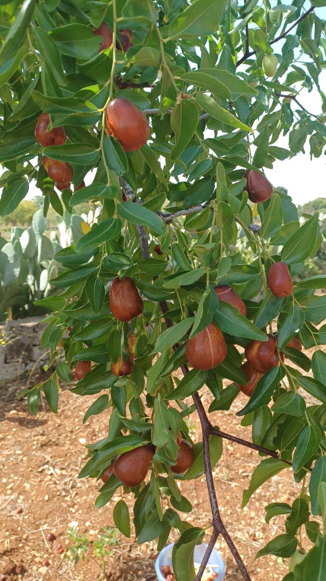מרטינה פרנקה B&B Trulli Sotto La Cupa מראה חיצוני תמונה